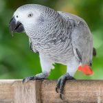 Knowing Your African Grey Parrot