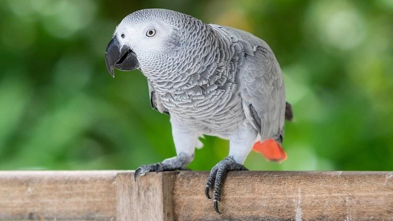 Knowing Your African Grey Parrot